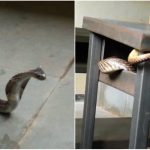 ಕಾಲೇಜಿಗೆ ಎಂಟ್ರಿ ಕೊಟ್ಟ ನಾಗರಹಾವು