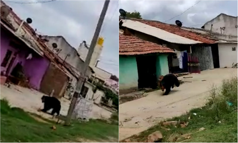 ಗ್ರಾಮಕ್ಕೆ ನುಗ್ಗಿದ ಕರಡಿ – ದೊಣ್ಣೆ, ಕಲ್ಲುಗಳಿಂದ ಕರಡಿ ಮೇಲೆ ಅಮಾನವೀಯ ಹಲ್ಲೆ