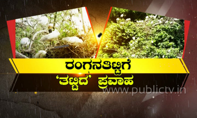 ರಂಗನತಿಟ್ಟಿಗೆ ತಟ್ಟಿದ ಕಾವೇರಿ ಮಹಾಪ್ರವಾಹ – 17 ದ್ವೀಪಗಳು ಸಂಪೂರ್ಣ ನಾಶ