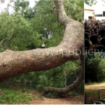 ಧರೆಗುರುಳಿತು ಕಾಲೇಜ್ ಆವರಣದಲ್ಲಿದ್ದ ಬೃಹತ್ ಬೇವಿನ ಮರ – ವಿದ್ಯಾರ್ಥಿನಿಯರು ಬಚಾವ್