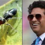 ಹೊಸದಾಗಿ ಪತ್ತೆಯಾದ ಜೇಡ ಪ್ರಭೇದಕ್ಕೆ ಸಚಿನ್ ಹೆಸರು