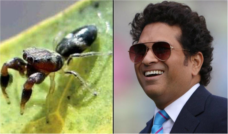 ಹೊಸದಾಗಿ ಪತ್ತೆಯಾದ ಜೇಡ ಪ್ರಭೇದಕ್ಕೆ ಸಚಿನ್ ಹೆಸರು