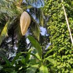 ತೋಟದಲ್ಲಿ ದೊಡ್ಡ ಬಲೂನ್, ರಿಸೀವರ್ ಪತ್ತೆ- ಆತಂಕಕ್ಕೀಡಾದ ಉಡುಪಿ ಜನ