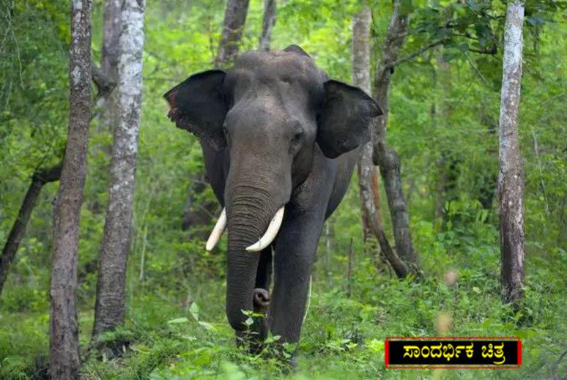 ಸಾಕಾನೆಗಳಿಂದ ಉಪಟಳ – ಬಂಡೀಪುರಕ್ಕೆ 8 ಆನೆಗಳ ಸ್ಥಳಾಂತರ