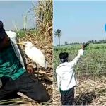 ಬೆಳ್ಳಕ್ಕಿಯನ್ನ ರಕ್ಷಿಸಿದ ರೈತನಿಗೆ ಕೃತಜ್ಞತೆ ತೋರಿದ ಪಕ್ಷಿ