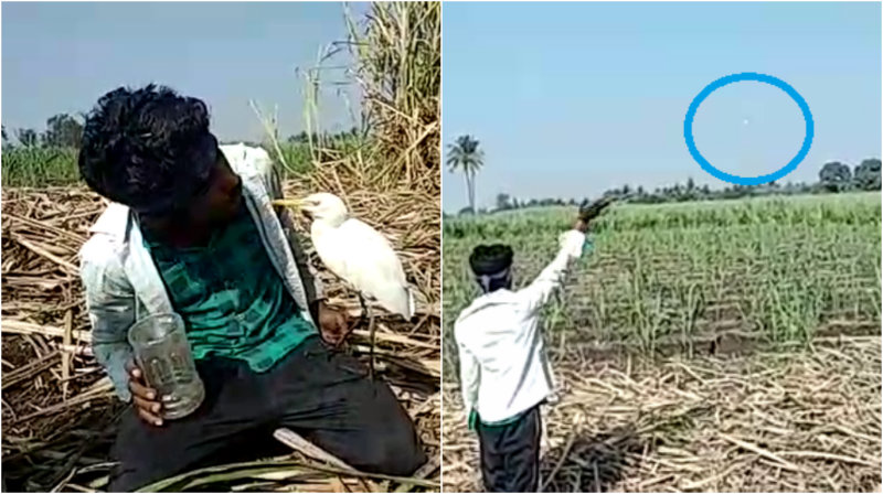 ಬೆಳ್ಳಕ್ಕಿಯನ್ನ ರಕ್ಷಿಸಿದ ರೈತನಿಗೆ ಕೃತಜ್ಞತೆ ತೋರಿದ ಪಕ್ಷಿ