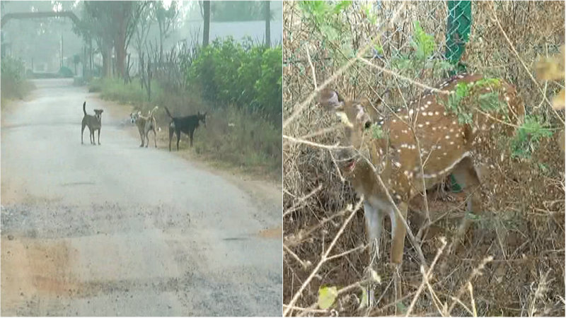 ನಾಡಿಗೆ ಬಂದು ನಾಯಿ ದಾಳಿಗೆ ತುತ್ತಾಗುತ್ತಿವೆ ಜಿಂಕೆಗಳು
