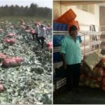 ದಿಢೀರ್ ಬೆಲೆ ಕುಸಿತ- ಮಠಗಳಿಗೆ ರೈತರಿಂದ 300 ಮೂಟೆ ಉಚಿತ ಎಲೆಕೋಸು ರವಾನೆ