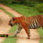 ಕಾಡುಕೋಣದ ಜೊತೆ ಕಾದಾಡಿ ಪ್ರಾಣ ಬಿಟ್ಟ ಹುಲಿ