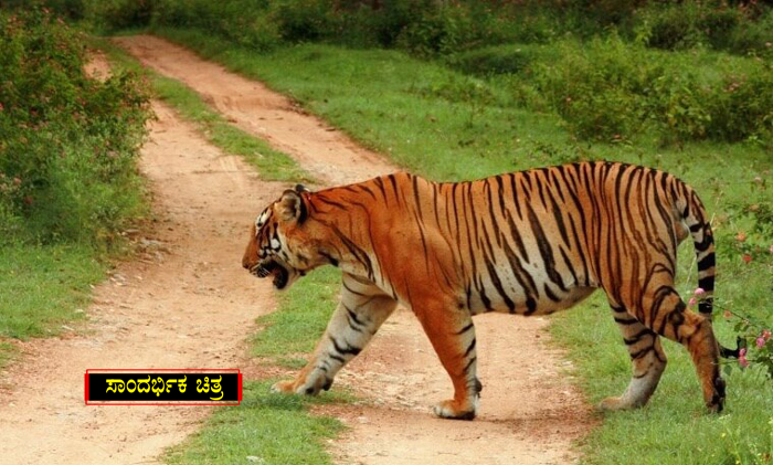 ಕಾಡುಕೋಣದ ಜೊತೆ ಕಾದಾಡಿ ಪ್ರಾಣ ಬಿಟ್ಟ ಹುಲಿ