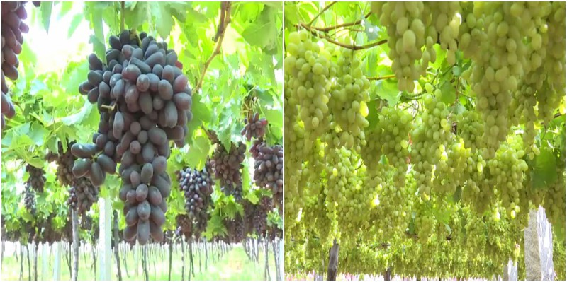 ದ್ರಾಕ್ಷಿ ಬೆಳೆಗಾರರು ಕಂಗಾಲು, ತೋಟಗಳಲ್ಲೇ ಕೊಳೆಯಲಿದೆ ದ್ರಾಕ್ಷಿ