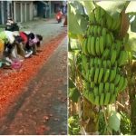 ಟೊಮೆಟೊವನ್ನು ರಸ್ತೆಗೆ ಸುರಿದ ರೈತರು – ಮುಗಿಬಿದ್ದ ಮಹಿಳೆಯರು