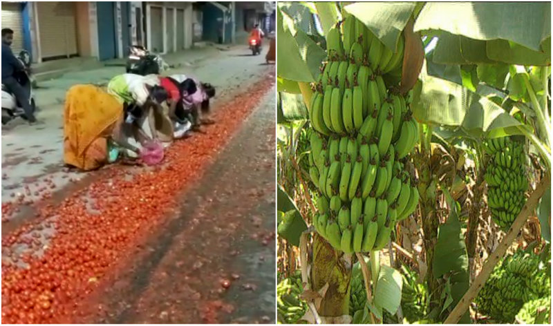 ಟೊಮೆಟೊವನ್ನು ರಸ್ತೆಗೆ ಸುರಿದ ರೈತರು – ಮುಗಿಬಿದ್ದ ಮಹಿಳೆಯರು