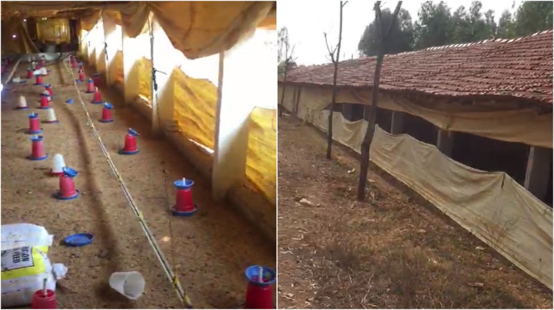 ಚಿಕನ್ ಬೆಲೆ ಕುಸಿತ – 9,500 ಕೋಳಿಗಳ ಜೀವಂತ ಸಮಾಧಿ