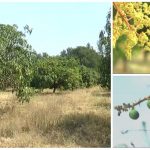 ಮಾರ್ಚ್ ಮುಗಿಯುತ್ತಿದ್ದರೂ ಮಾಗಿಯ ಕಾಲದ ಮಾವು ಬಾರಲೇ ಇಲ್ಲ