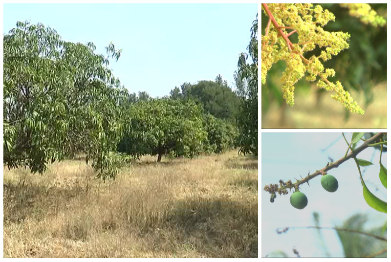 ಮಾರ್ಚ್ ಮುಗಿಯುತ್ತಿದ್ದರೂ ಮಾಗಿಯ ಕಾಲದ ಮಾವು ಬಾರಲೇ ಇಲ್ಲ