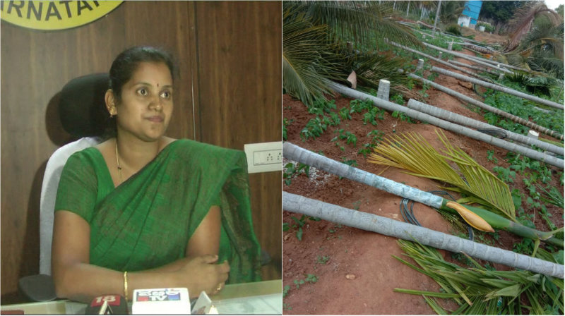 ರೈತ ಮಹಿಳೆಯ ಮರ ಕಡಿಯಲು ನಾನು ಅನುಮತಿ ನೀಡಿಲ್ಲ: ತಹಶೀಲ್ದಾರ ಮಮತಾ