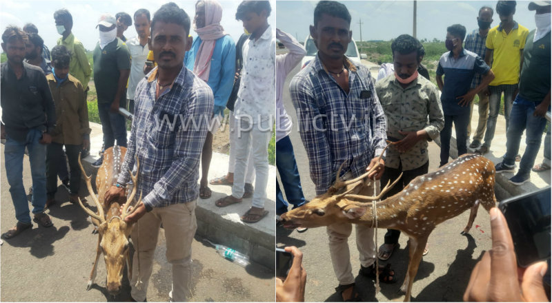 ಕಾಡಿನಿಂದ ನಾಡಿಗೆ ಬಂದ ಜಿಂಕೆಯ ರಕ್ಷಣೆ- ರೈತ, ಯುವಕರ ಕಾರ್ಯಕ್ಕೆ ಶ್ಲಾಘನೆ