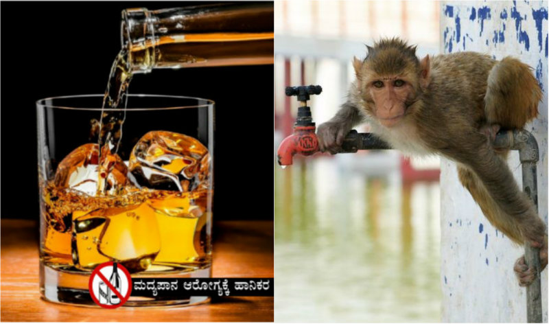 ಎಣ್ಣೆ ಏಟಿನಲ್ಲಿ 250 ಜನರಿಗೆ ಕಚ್ಚಿದ್ದ ಮಂಗಕ್ಕೆ ಜೀವಾವಧಿ ಶಿಕ್ಷೆ