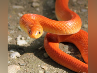 SNAKE