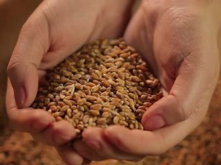 WHEAT