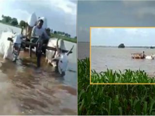 ಬೆಳೆ ಹಾಳಾಗಬಾರದೆಂದು ಪ್ರಾಣ ಒತ್ತೆಯಿಟ್ಟು ಸಾಗಿಸಿದ ರೈತರು- ಎದೆ ಜಲ್ ಎನ್ನಿಸುತ್ತೆ ದೃಶ್ಯ