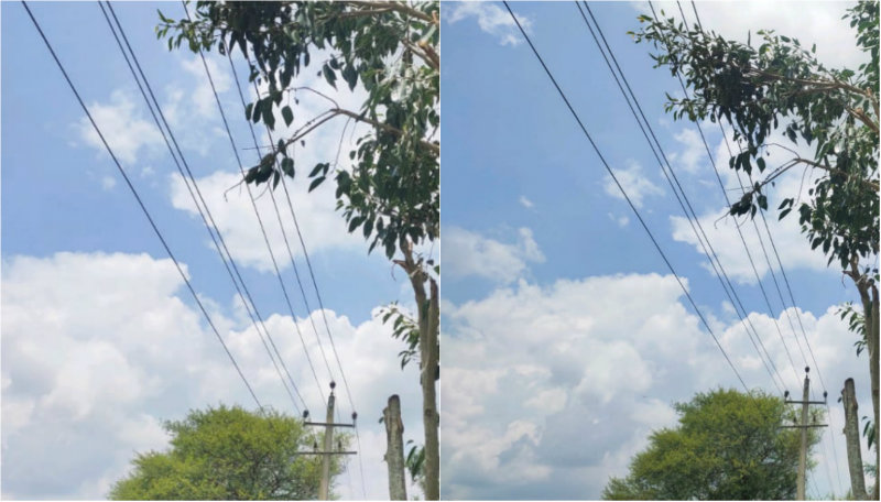 ಆಡು-ಕುರಿಗಳಿಗೆ ಮೇವು ತರಲು ಹೋಗಿ ಮರದ ಮೇಲೆ ಶವವಾದ ರೈತ