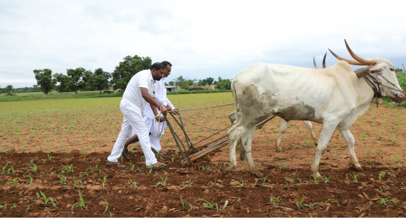 ಪೋಸ್ ಕೊಡುವ ಭರದಲ್ಲಿ ರೈತರನ್ನು ಅವಮಾನಿಸಿದ ಸಂಸದರ ಪುತ್ರ