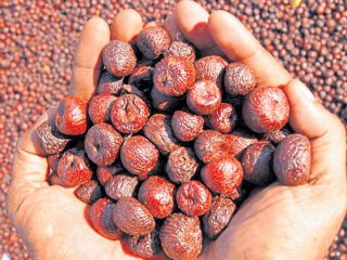 ಅಡಕೆ ನಿಷೇಧಿಸಿ- ಮೋದಿಗೆ ಬಿಜೆಪಿ ಸಂಸದನಿಂದ ಪತ್ರ