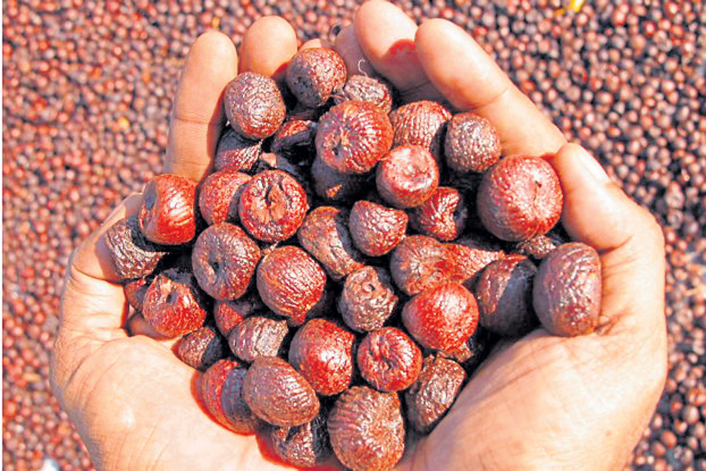 ಅಡಕೆ ನಿಷೇಧಿಸಿ- ಮೋದಿಗೆ ಬಿಜೆಪಿ ಸಂಸದನಿಂದ ಪತ್ರ