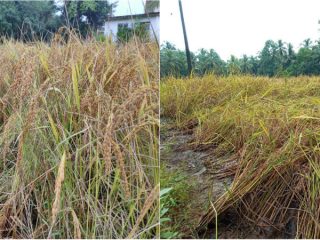 ಕಟಾವು ಮಾಡಲಾಗದೆ, ಗದ್ದೆಯಲ್ಲೂ ಬಿಡಲಾಗದೆ ರೈತರನ್ನು ಪೀಕಲಾಟಕ್ಕೆ ತಳ್ಳಿದ ಮಳೆ