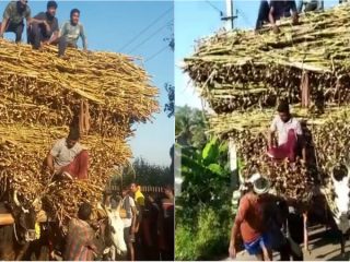 14.55 ಟನ್ ಕಬ್ಬು ಹೊತ್ತ ಗಾಡಿಯನ್ನು ಎಳೆದ ಜೋಡೆತ್ತುಗಳು
