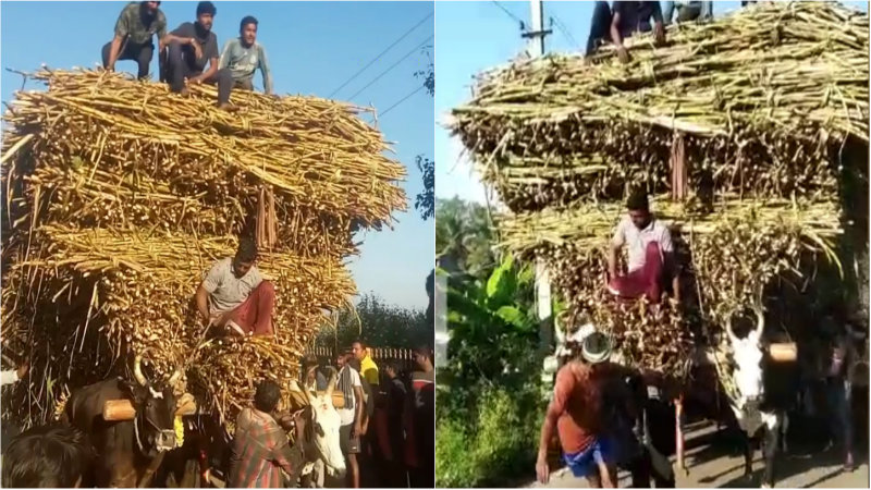 14.55 ಟನ್ ಕಬ್ಬು ಹೊತ್ತ ಗಾಡಿಯನ್ನು ಎಳೆದ ಜೋಡೆತ್ತುಗಳು