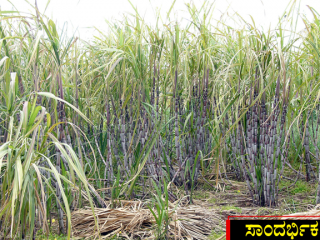 ಕಬ್ಬು ಕಟಾವಿಗೆ ಬಂದಿದ್ದ ಬಾಲಕಿಯ ಅತ್ಯಾಚಾರಕ್ಕೆ ಯತ್ನ, ಕತ್ತು ಕೊಯ್ದು ಕೊಲೆ!