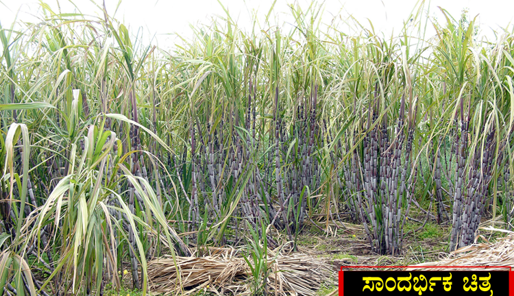 ಕಬ್ಬು ಕಟಾವಿಗೆ ಬಂದಿದ್ದ ಬಾಲಕಿಯ ಅತ್ಯಾಚಾರಕ್ಕೆ ಯತ್ನ, ಕತ್ತು ಕೊಯ್ದು ಕೊಲೆ!