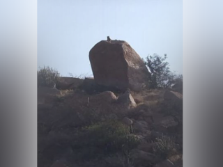 ಸಂಡೂರಿನ ಗುಡ್ಡದಲ್ಲಿ ಕಾಣಿಸಿಕೊಂಡ ಚಿರತೆ – ಮೊಬೈಲ್‍ನಲ್ಲಿ ವಿಡಿಯೋ ಸೆರೆ