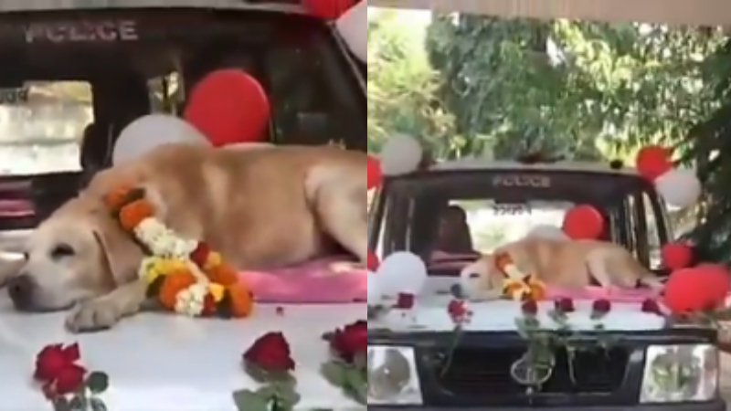 ವೀಡಿಯೋ- 11 ವರ್ಷ ಕಾರ್ಯನಿರ್ವಹಿಸಿದ್ದ ಶ್ವಾನಕ್ಕೆ ಸಿಬ್ಬಂದಿಯಿಂದ ಬೀಳ್ಕೊಡುಗೆ