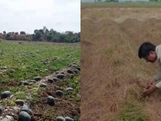 ಕೈಗೆ ಬಂದ ತುತ್ತು ಬಾಯಿಗೆ ಬರಲಿಲ್ಲ- ಲಾಕ್‍ಡೌನ್ ಎಫೆಕ್ಟ್‌ಗೆ ಸಿಕ್ಕು ನಲುಗಿದ ಶುಂಠಿ, ಕಲ್ಲಂಗಡಿ