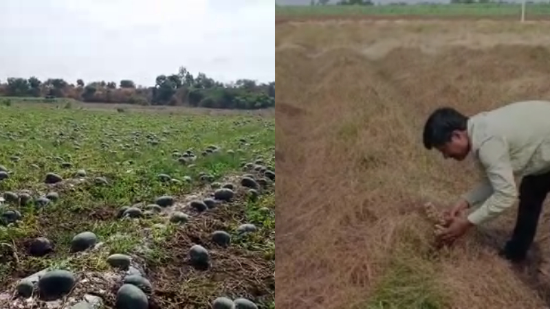 ಕೈಗೆ ಬಂದ ತುತ್ತು ಬಾಯಿಗೆ ಬರಲಿಲ್ಲ- ಲಾಕ್‍ಡೌನ್ ಎಫೆಕ್ಟ್‌ಗೆ ಸಿಕ್ಕು ನಲುಗಿದ ಶುಂಠಿ, ಕಲ್ಲಂಗಡಿ