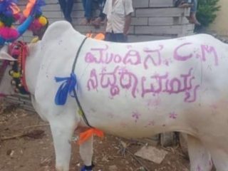ಕಾರ ಹುಣ್ಣಿಮೆ ಸಿಂಗಾರಗೊಂಡ ಎತ್ತಿನ ಮೇಲೆ ಮುಂದಿನ ಸಿಎಂ ಸಿದ್ದರಾಮಯ್ಯ ಬರಹ