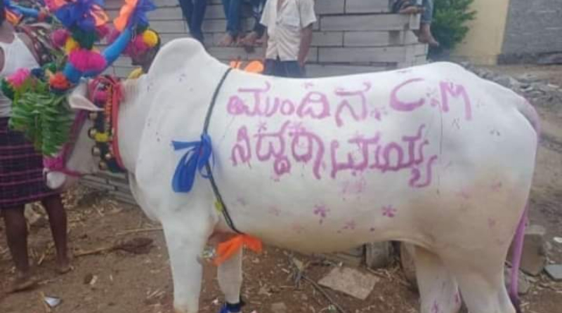 ಕಾರ ಹುಣ್ಣಿಮೆ ಸಿಂಗಾರಗೊಂಡ ಎತ್ತಿನ ಮೇಲೆ ಮುಂದಿನ ಸಿಎಂ ಸಿದ್ದರಾಮಯ್ಯ ಬರಹ