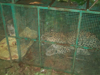 ಕಾಪು ಜನರಿಗೆ ಆತಂಕ ಹುಟ್ಟಿಸಿದ್ದ ಚಿರತೆ ಸೆರೆ