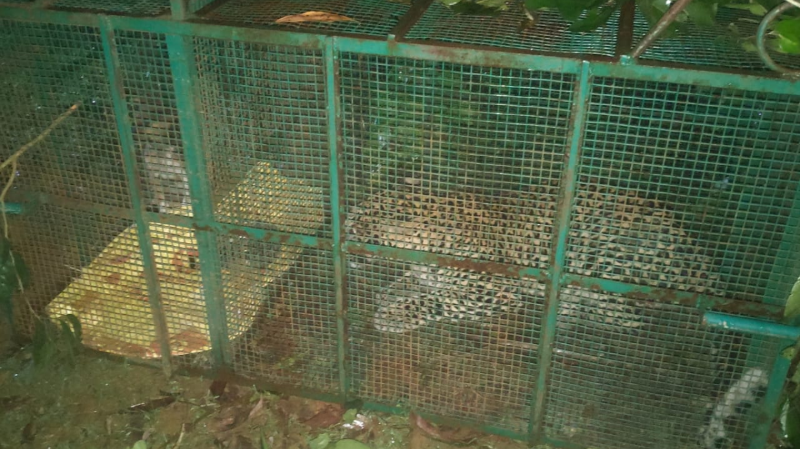 ಕಾಪು ಜನರಿಗೆ ಆತಂಕ ಹುಟ್ಟಿಸಿದ್ದ ಚಿರತೆ ಸೆರೆ