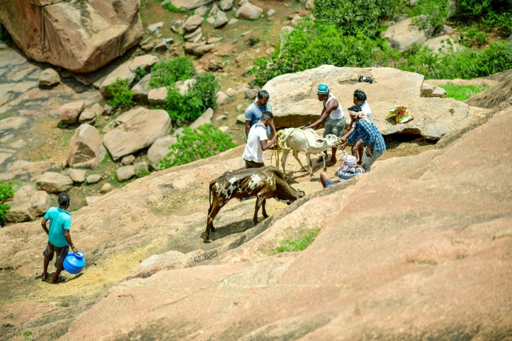 ಪ್ರಪಾತಕ್ಕೆ ಬಿದ್ದ ಹಸುಗಳು – ಫಲ ನೀಡದ ಯುವಕರ ಪ್ರಯತ್ನ