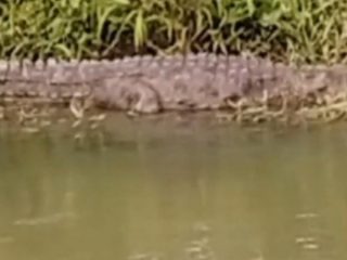 crocadile