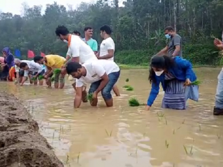 ಐಟಿ ಉದ್ಯೋಗಿಗಳಿಗೆ ಗದ್ದೆಯಲ್ಲಿ ನಾಟಿ ಕಾರ್ಯಾಗಾರ