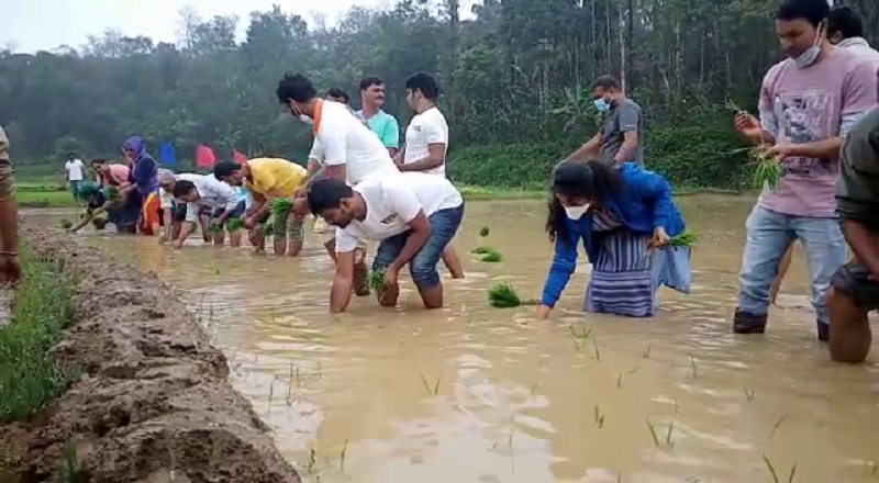 ಐಟಿ ಉದ್ಯೋಗಿಗಳಿಗೆ ಗದ್ದೆಯಲ್ಲಿ ನಾಟಿ ಕಾರ್ಯಾಗಾರ