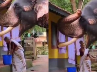 Elephant