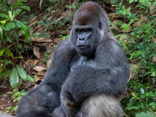 Gorilla