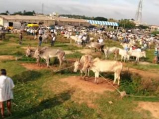 Hassana fair